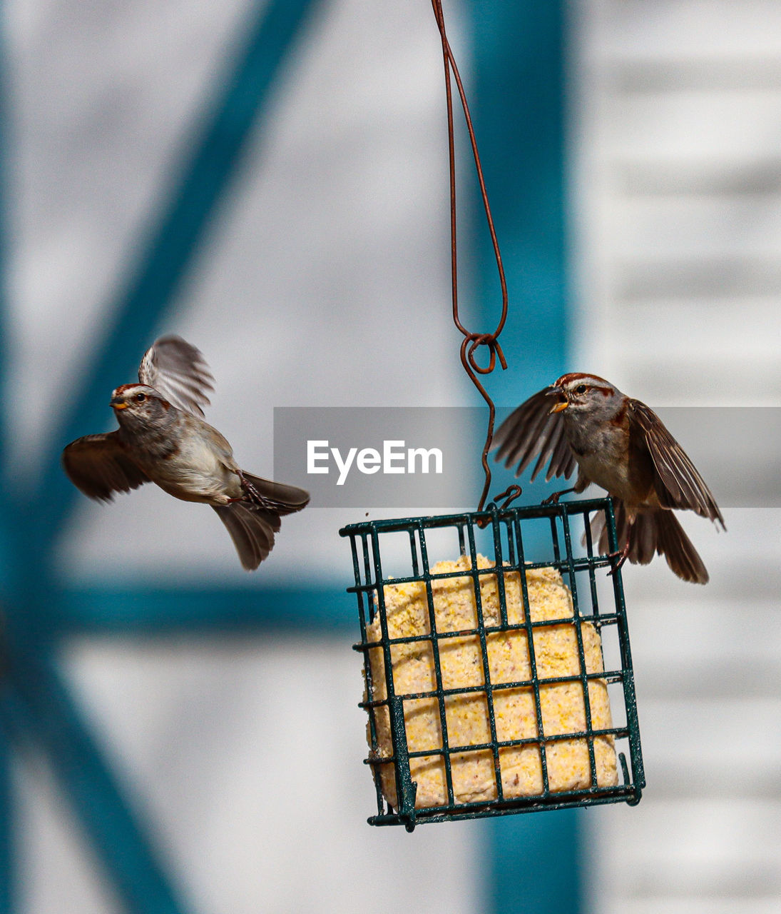 animal, animal themes, bird, animal wildlife, wildlife, blue, bird feeder, no people, flying, focus on foreground, one animal, food, nature, day, outdoors