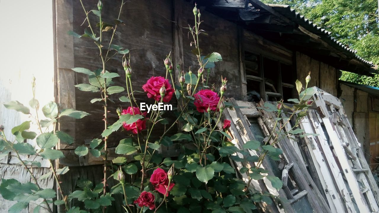 PINK FLOWERS IN BACKYARD