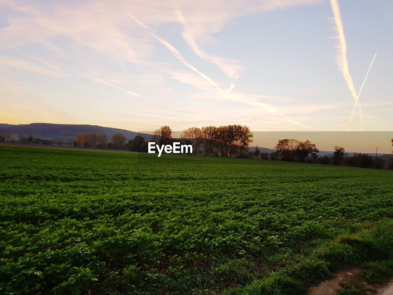 SCENIC VIEW OF GRASSY FIELD AGAINST SKY AT SUNSET