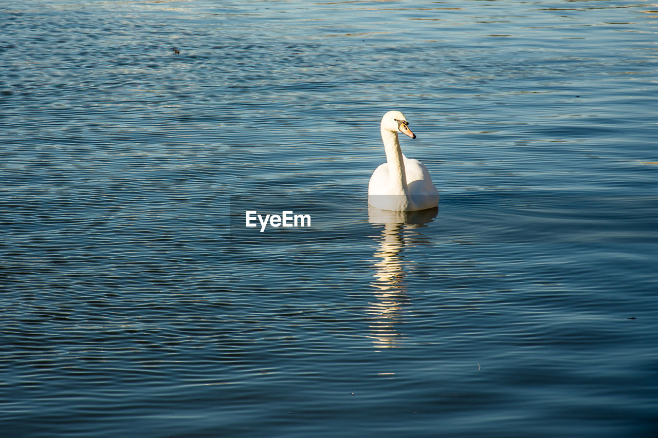 SWANS SWIMMING ON LAKE