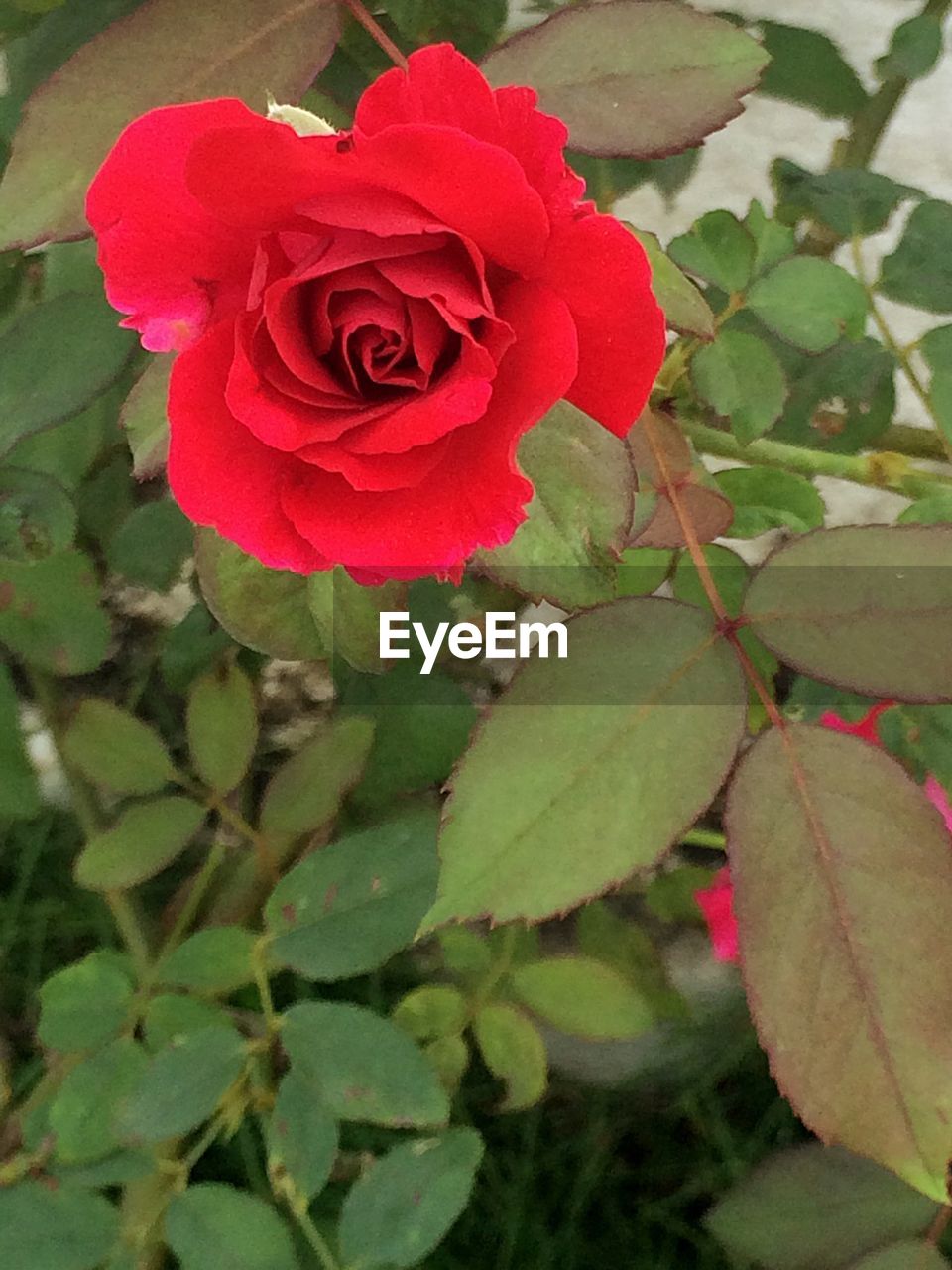 CLOSE-UP OF PINK ROSES