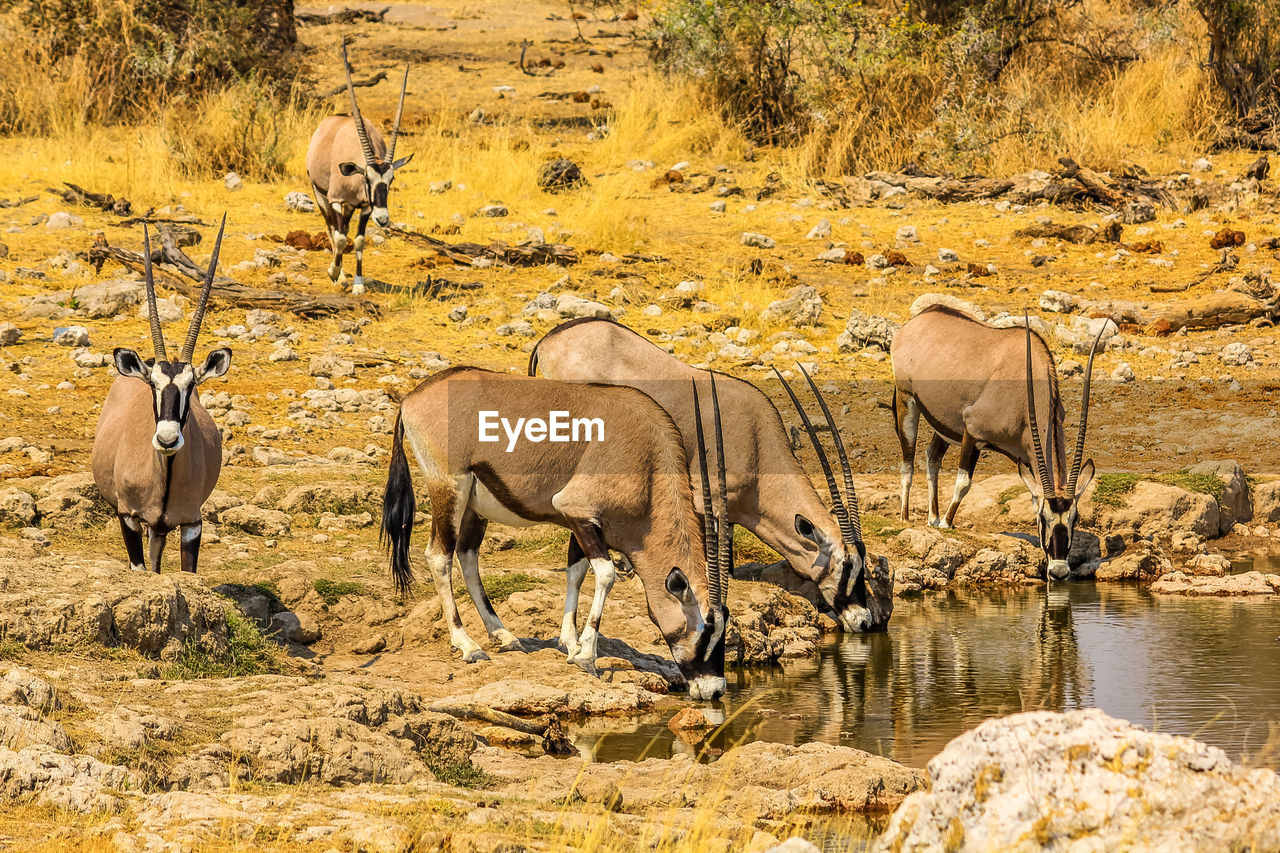 High angle view of oryx drinking water in lake