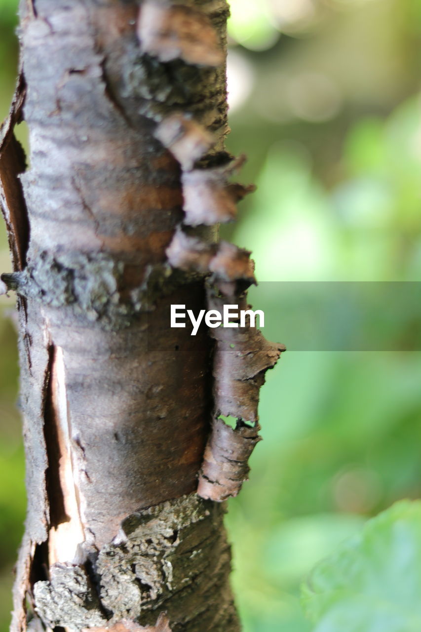 CLOSE-UP OF OLD TREE TRUNK