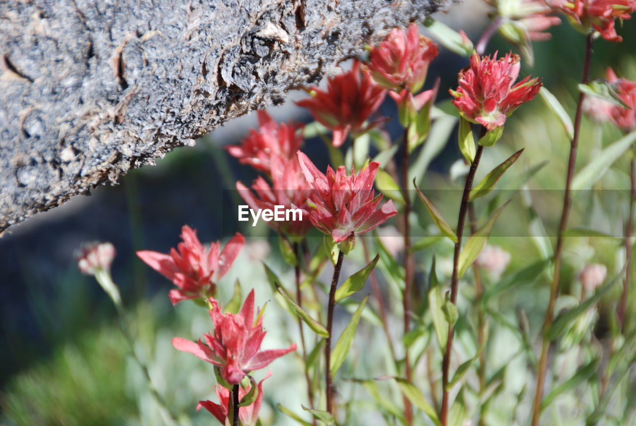 Close-up of red flowers blooming outdoors