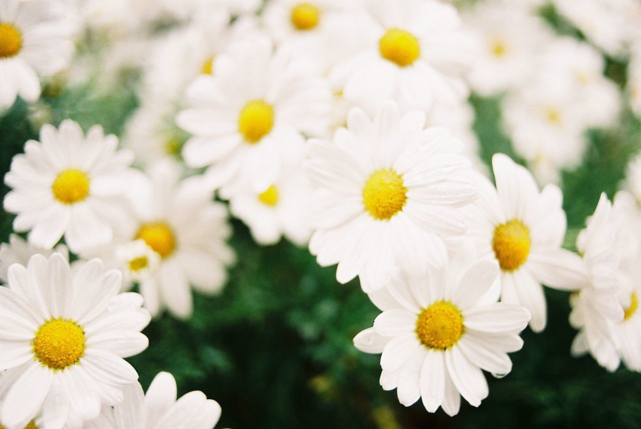 CLOSE-UP OF FLOWERS BLOOMING OUTDOORS