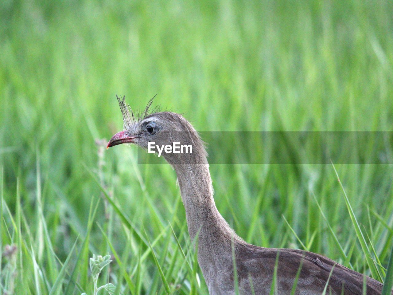 CLOSE-UP OF A BIRD ON A LAND