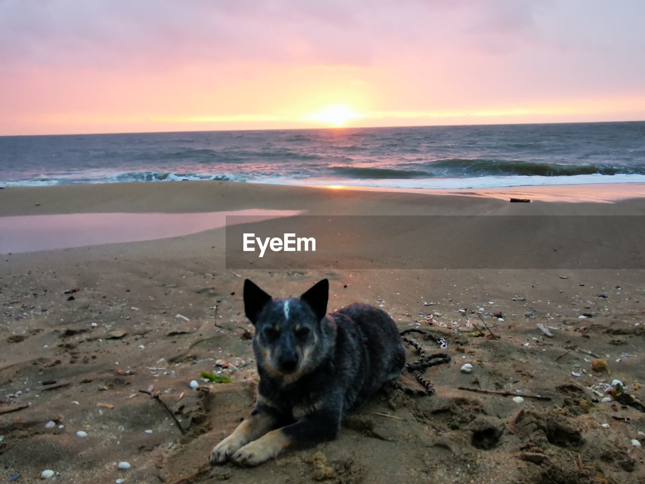 VIEW OF A DOG AT BEACH