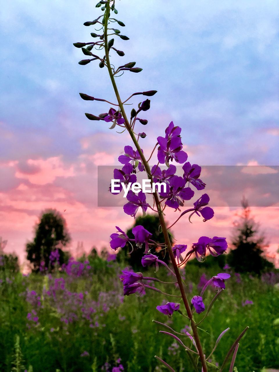 CLOSE-UP OF PURPLE FLOWERING PLANTS ON FIELD AGAINST SKY