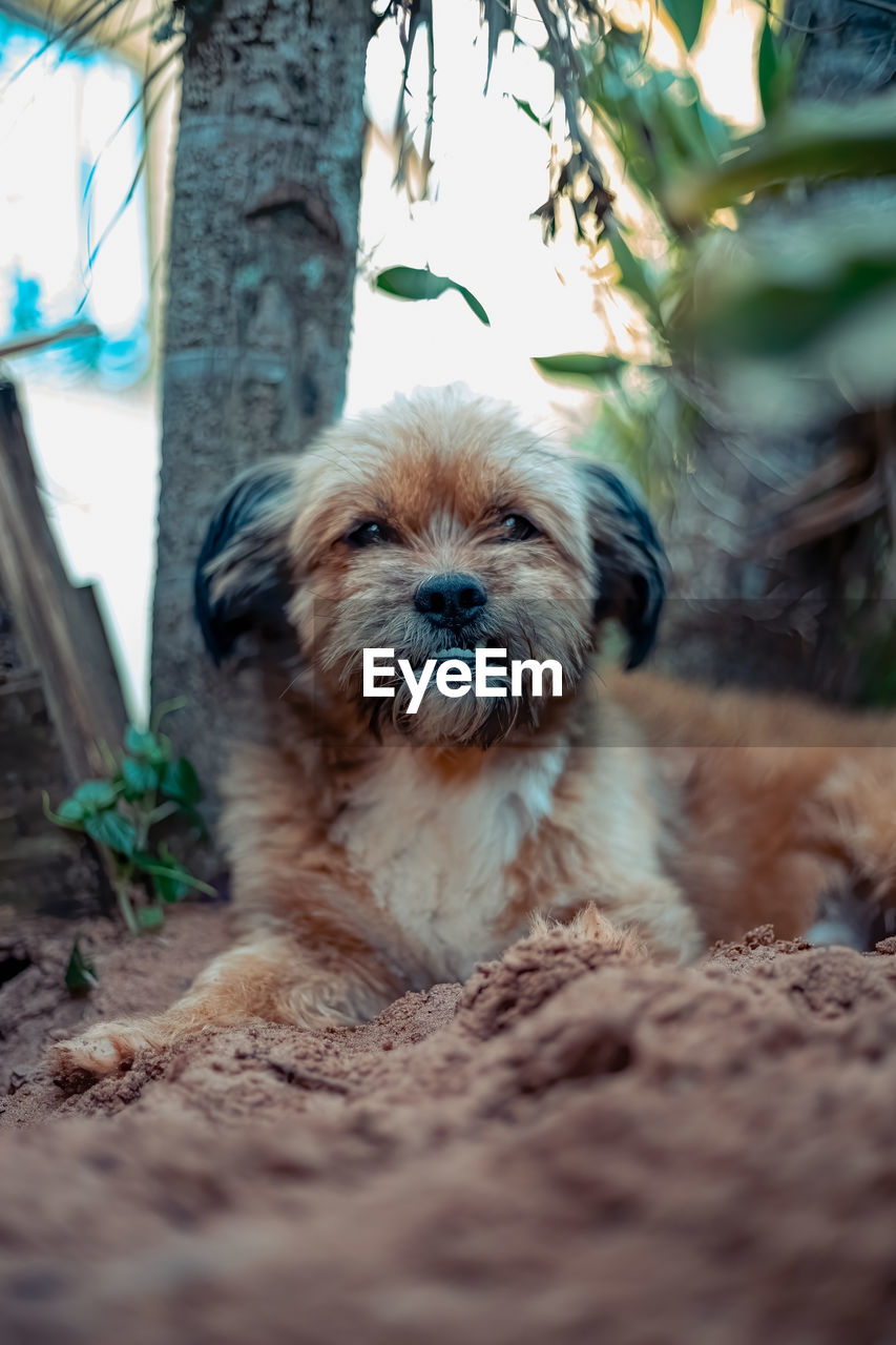 PORTRAIT OF CUTE DOG RELAXING ON FLOOR