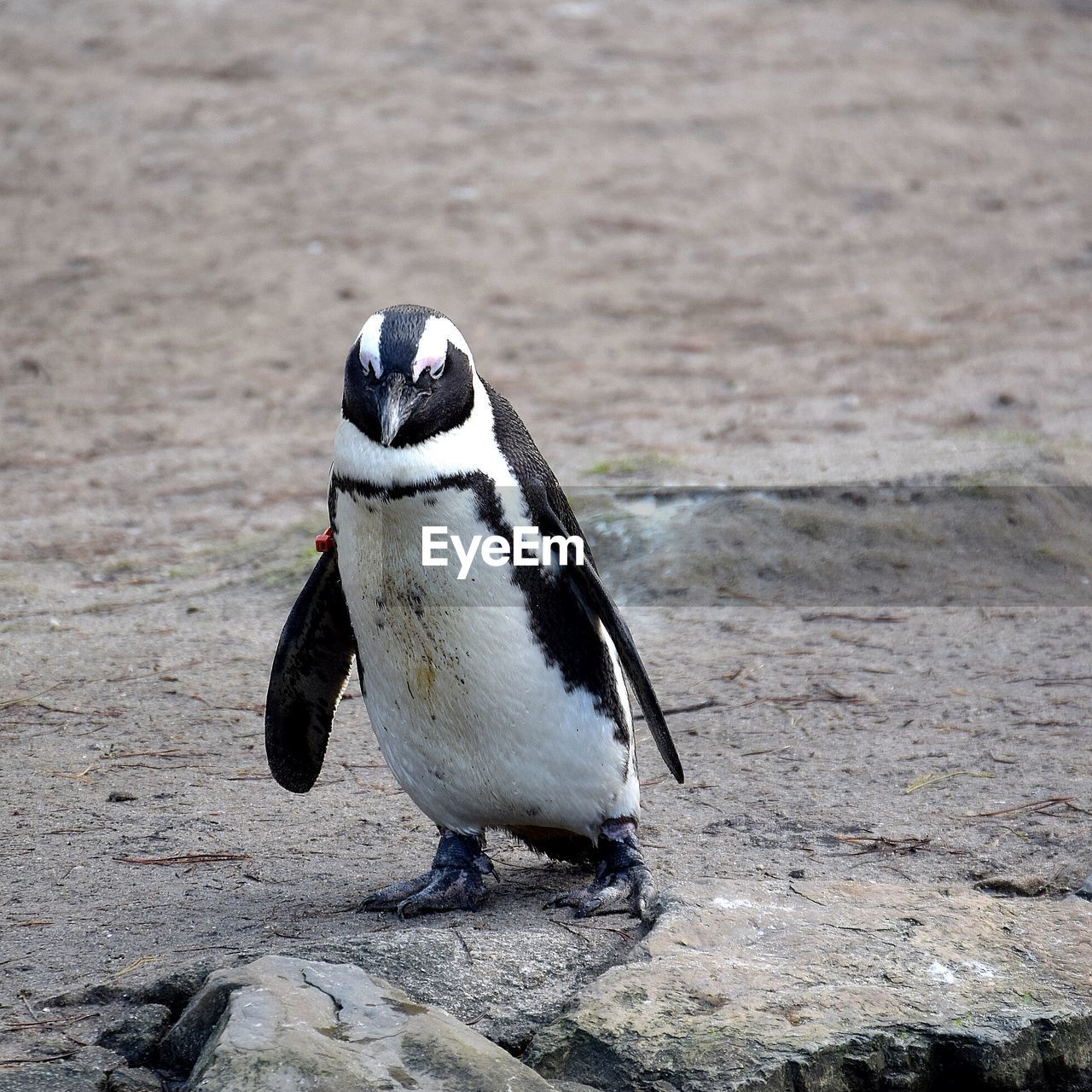 CLOSE-UP OF PENGUINS ON FLOOR