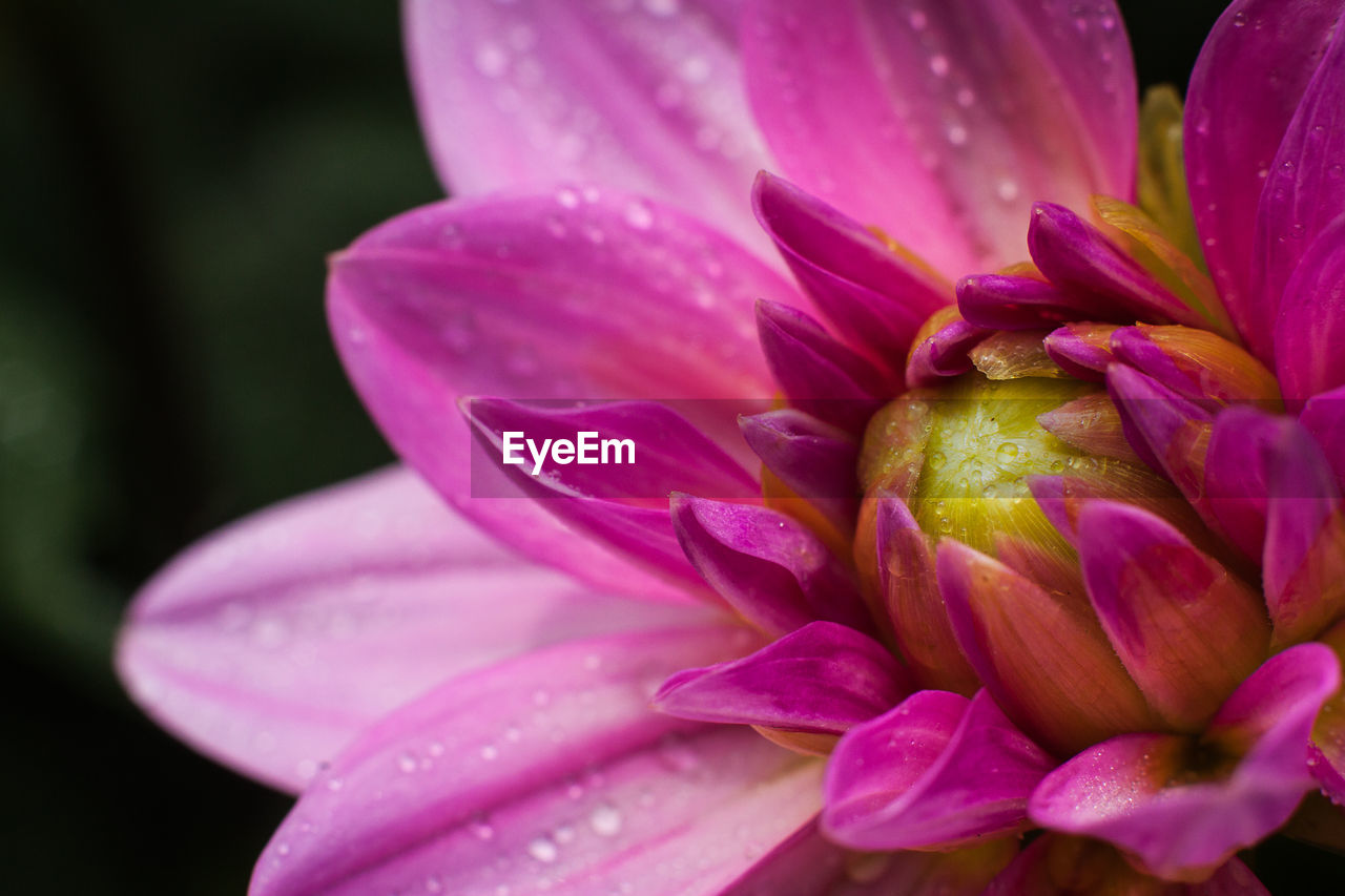 Close-up of pink orchid blooming outdoors