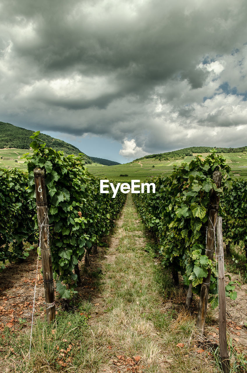 Vineyard against cloudy sky