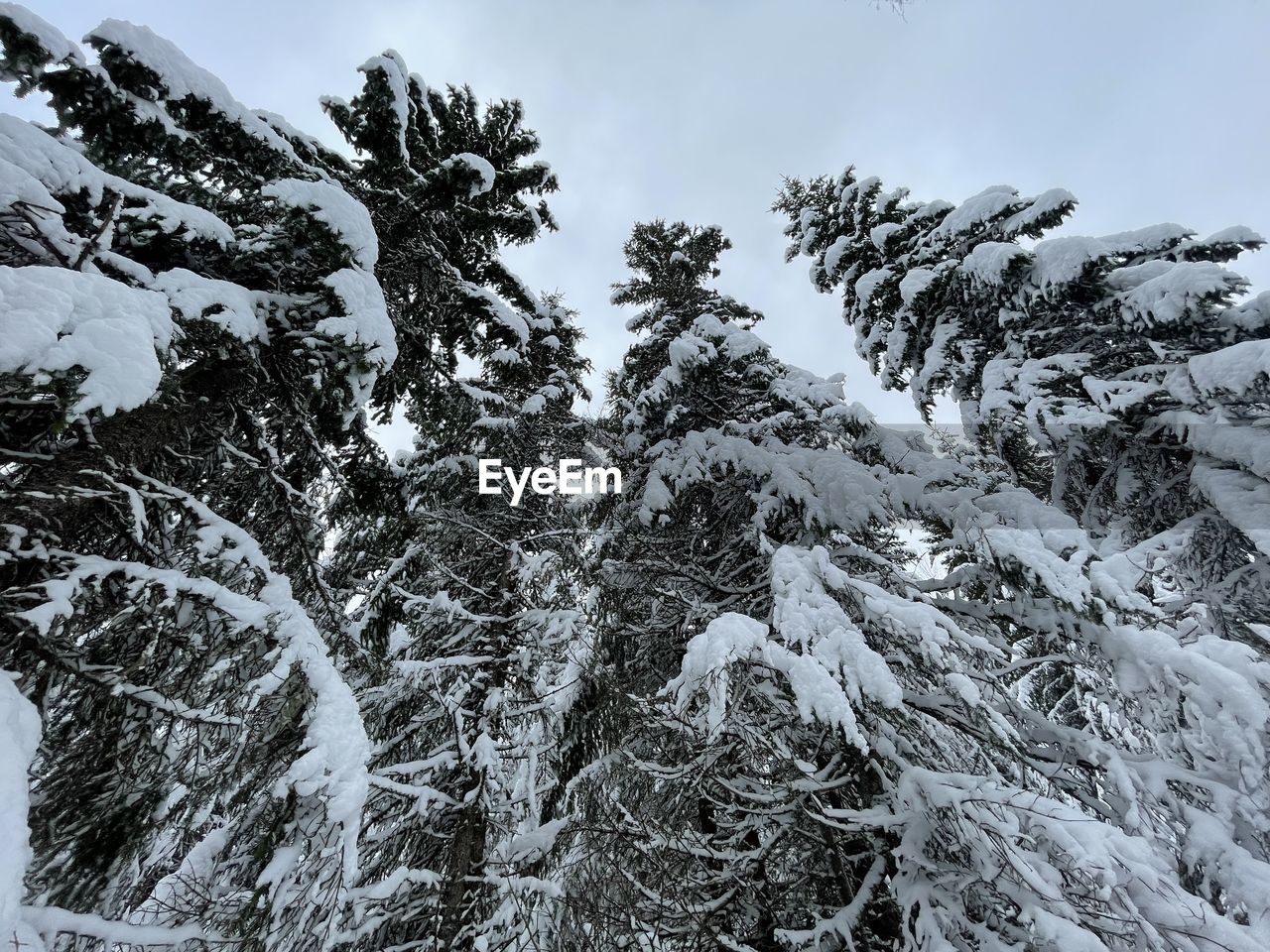 winter, cold temperature, snow, tree, plant, coniferous tree, pinaceae, pine tree, nature, environment, beauty in nature, mountain, pine woodland, sky, scenics - nature, forest, landscape, land, frozen, no people, non-urban scene, woodland, tranquility, branch, day, cloud, outdoors, tranquil scene, frost, evergreen tree, freezing, ice, snowcapped mountain, travel, travel destinations, white, mountain range, polar climate, monochrome, low angle view, wilderness