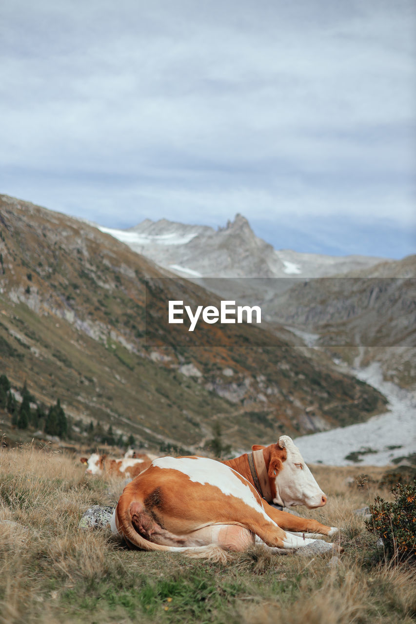 Cattle on land against sky