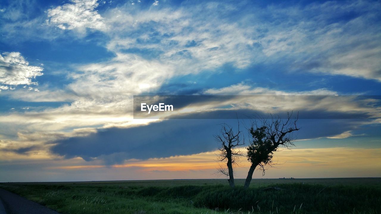 Silhouette tree on field against cloudy sky during sunset