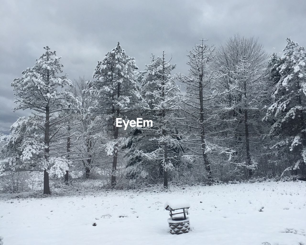 Frozen trees during winter