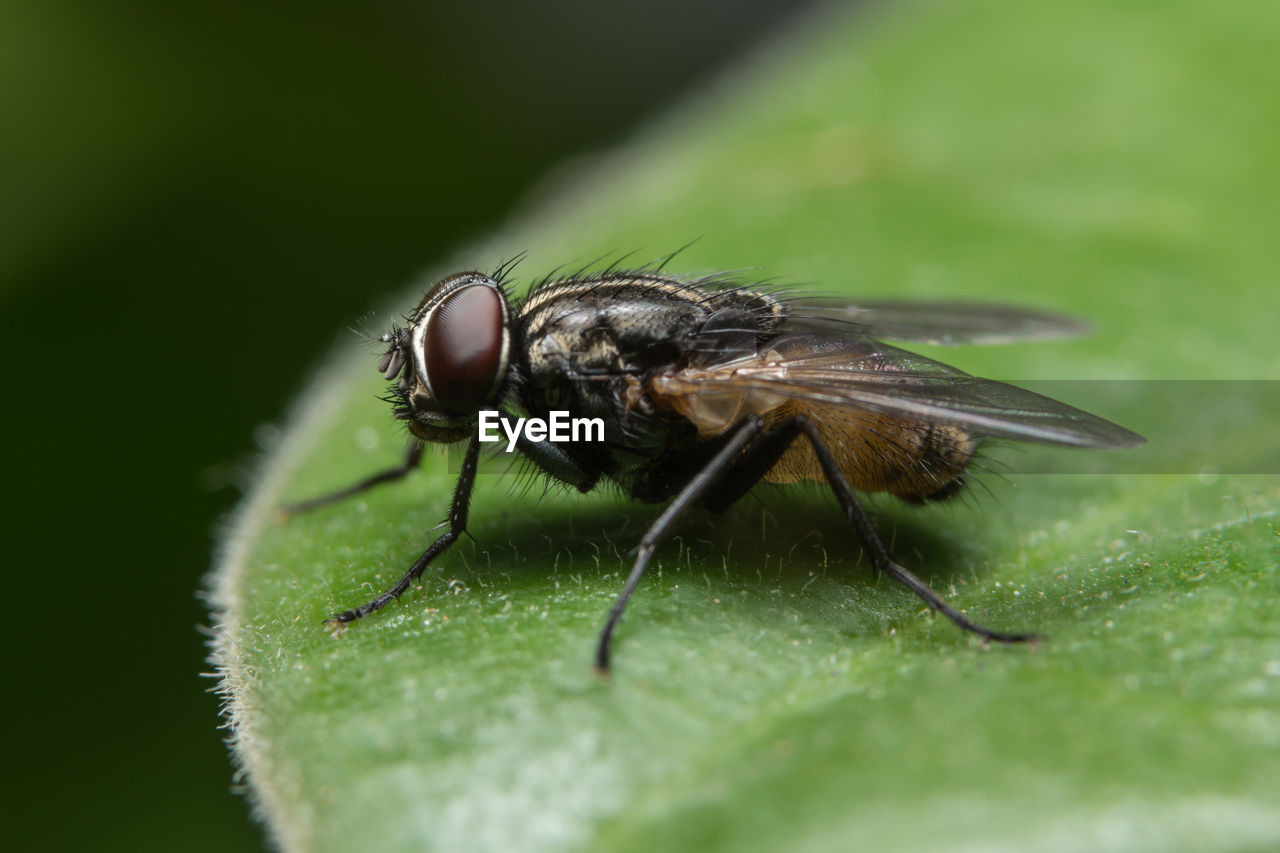 Close-up of housefly