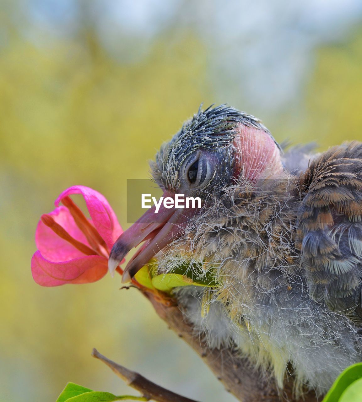 CLOSE-UP OF HUMMINGBIRD