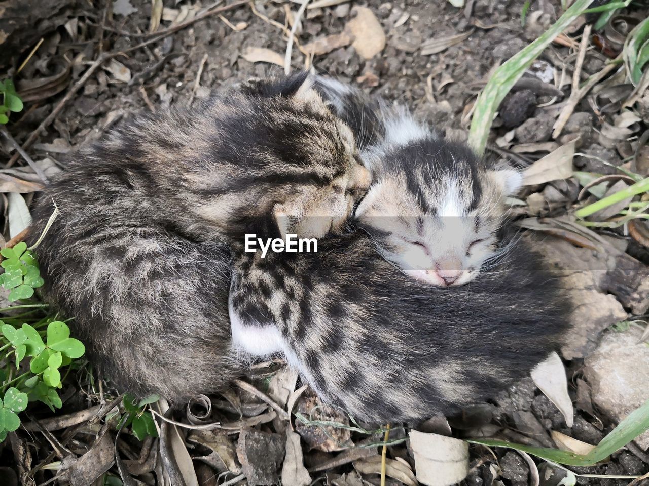 HIGH ANGLE VIEW OF CATS SLEEPING IN A FIELD