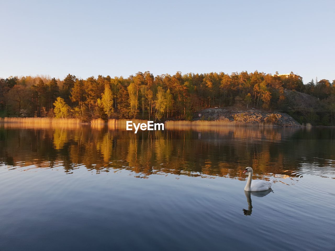 Scenic view of lake against sky with a swan