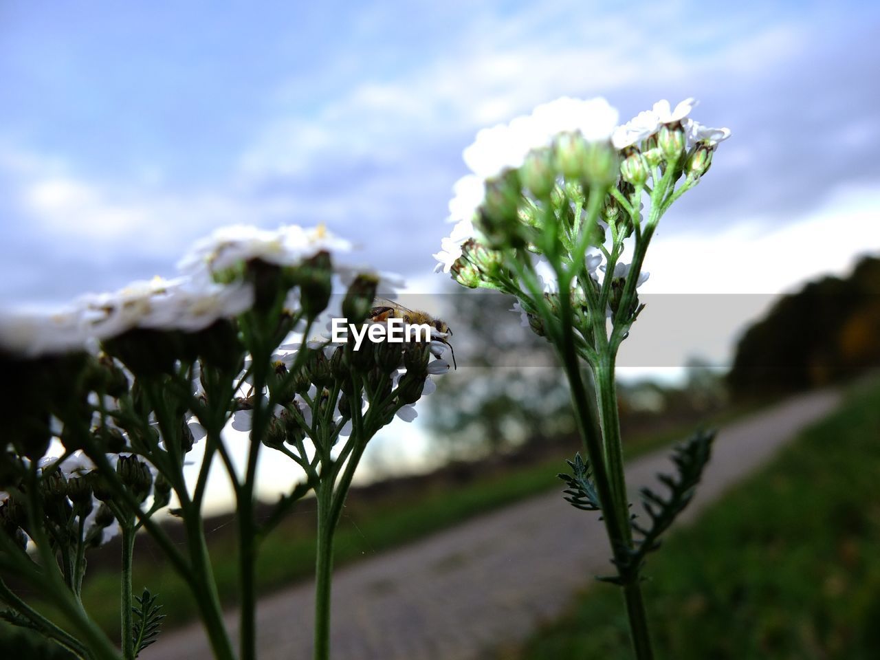 Close-up of flowering plant on land against sky