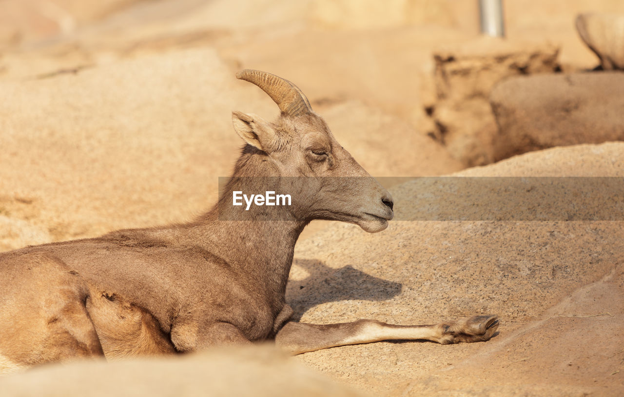 Bighorn sheep relaxing at desert