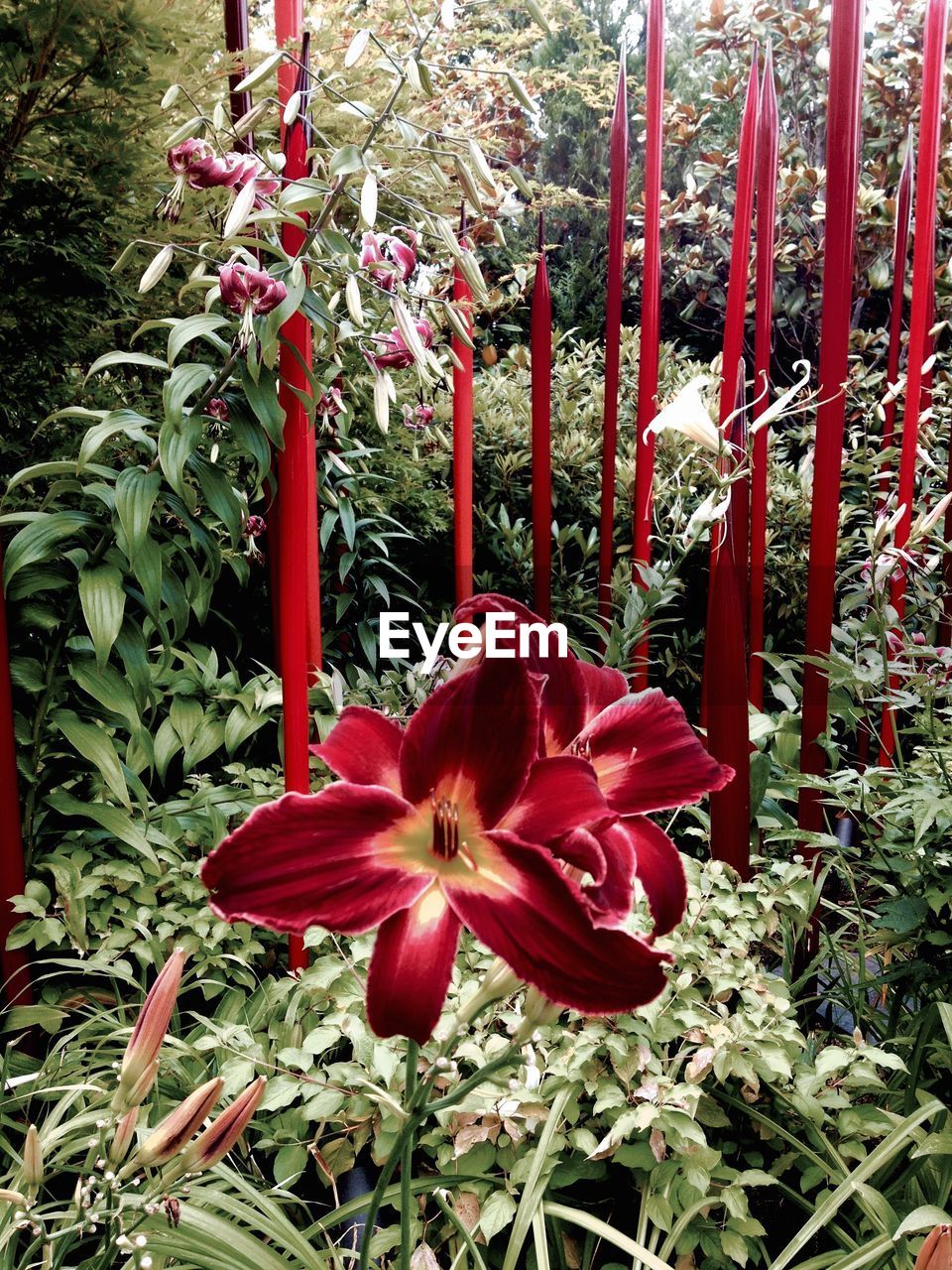 CLOSE-UP OF RED FLOWERS BLOOMING IN PLANT