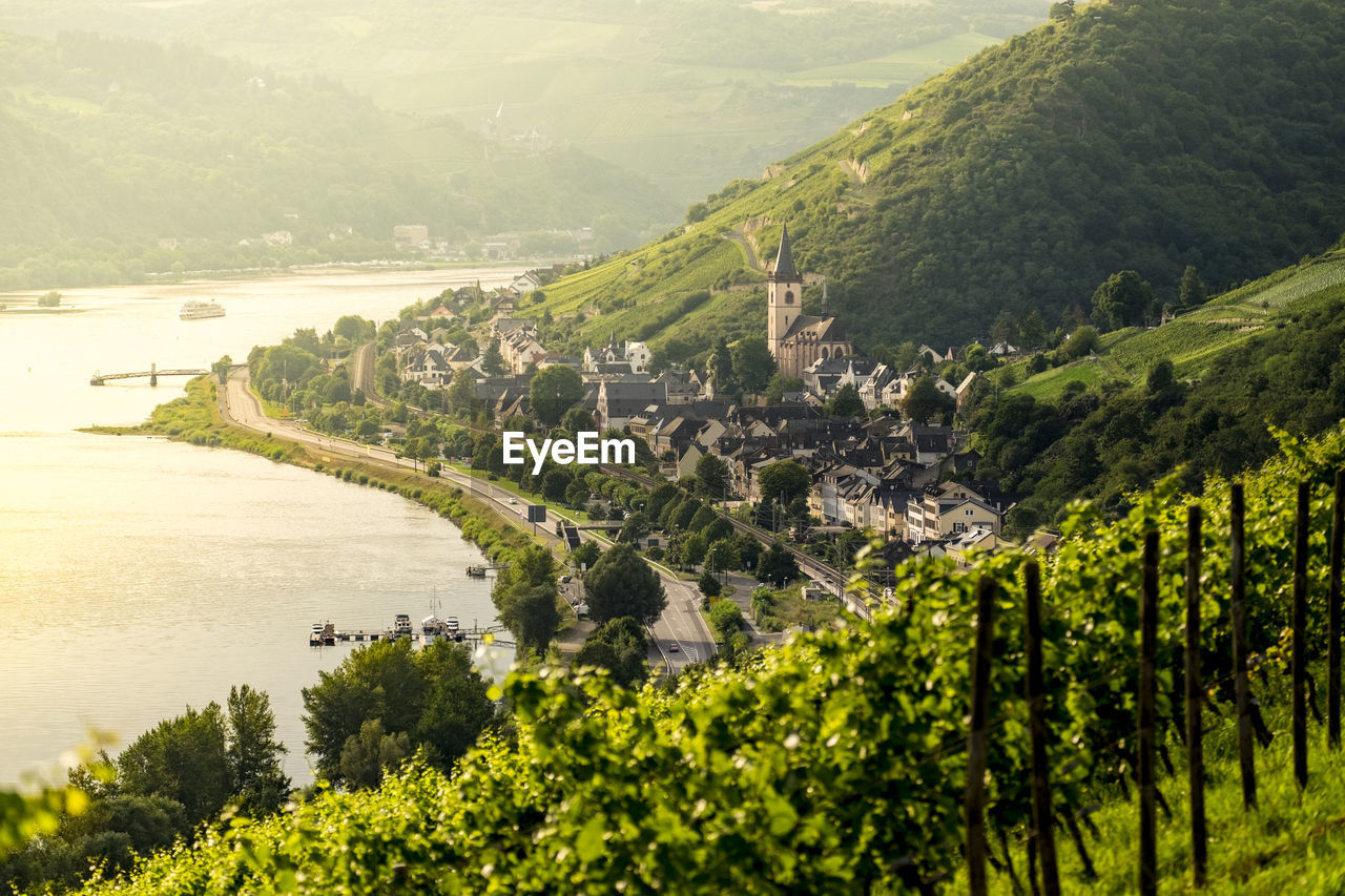 Vineyards on rhine river rhineland-palatinate germany europe