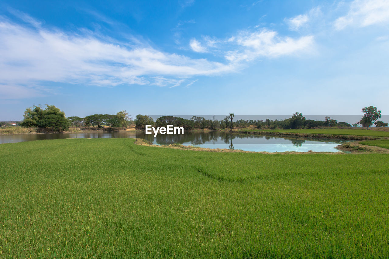 SCENIC VIEW OF FIELD BY LAKE AGAINST SKY