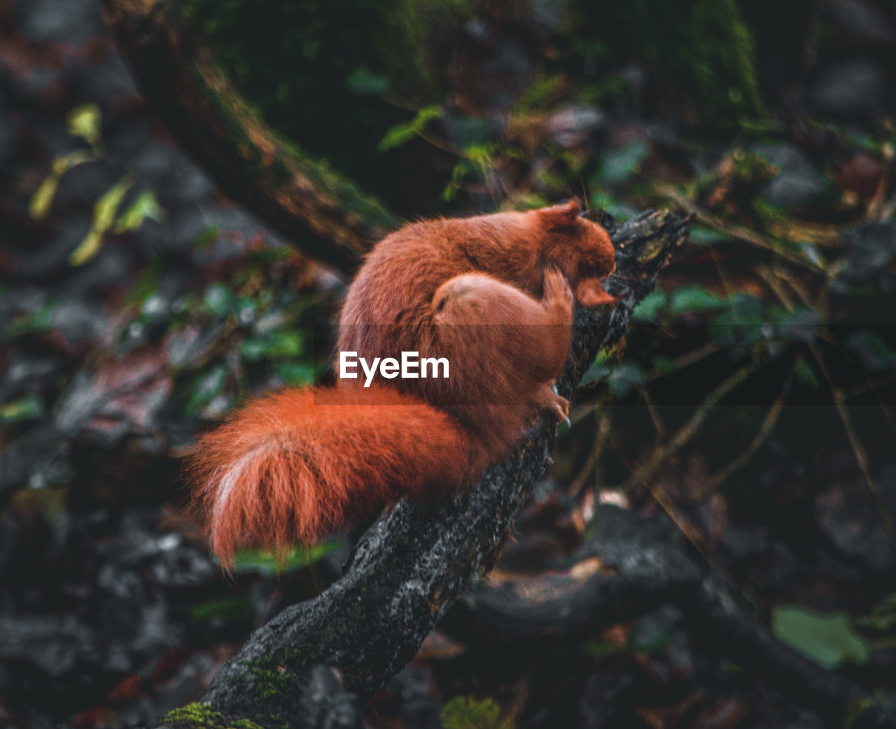 Squirrel in a forest