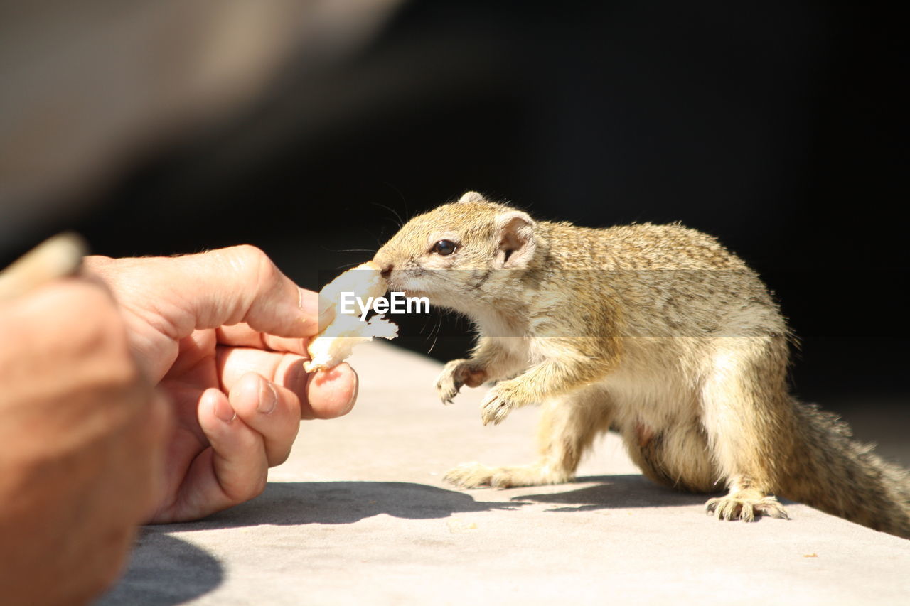 Cropped hand feeding squirrel