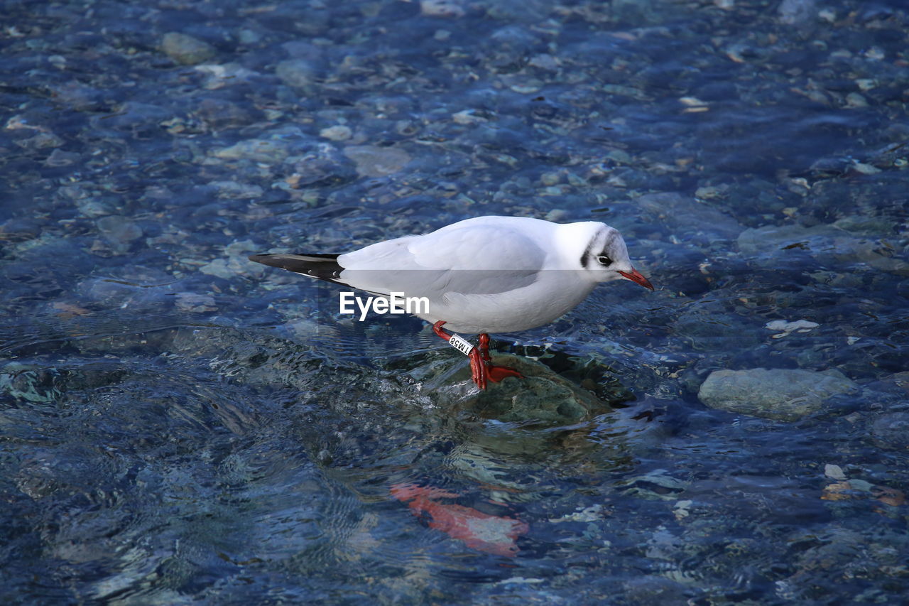 HIGH ANGLE VIEW OF SEAGULL BY LAKE