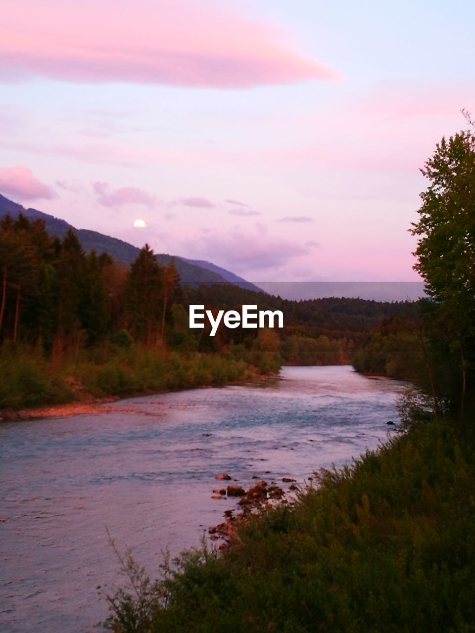 SCENIC VIEW OF LAKE IN FOREST