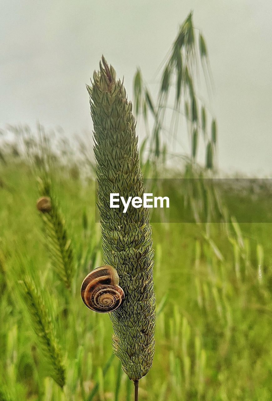 Snail climbing up a stalk of grass