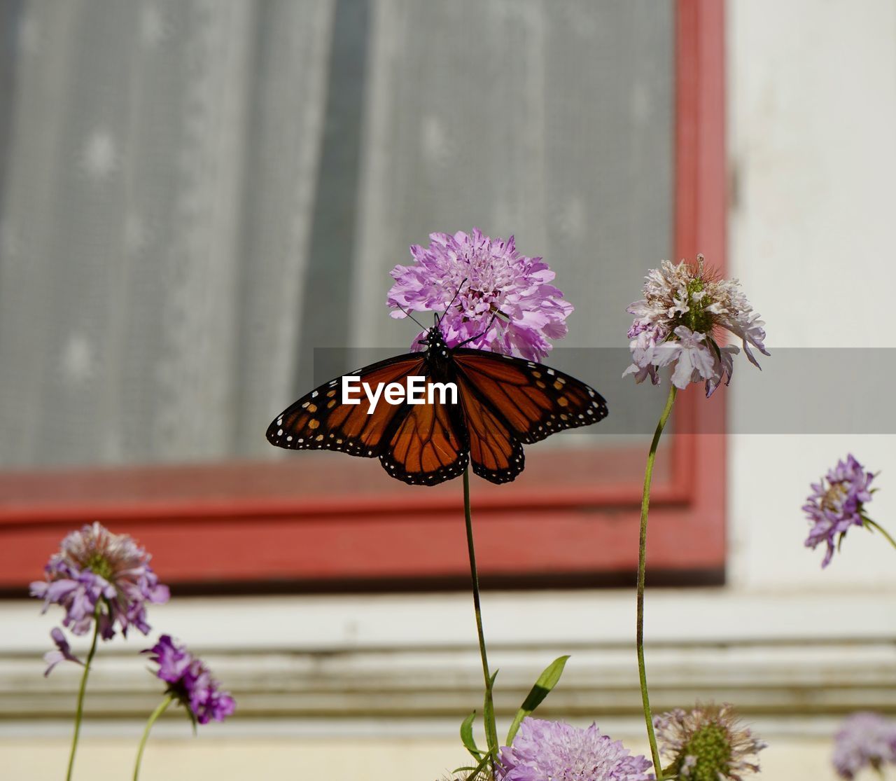 BUTTERFLY ON FLOWER