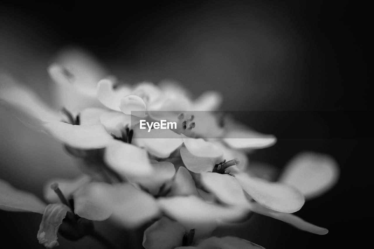 CLOSE-UP OF FLOWERING PLANT DURING SUNSET