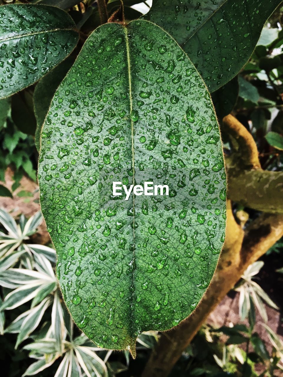 CLOSE-UP OF GREEN PLANT