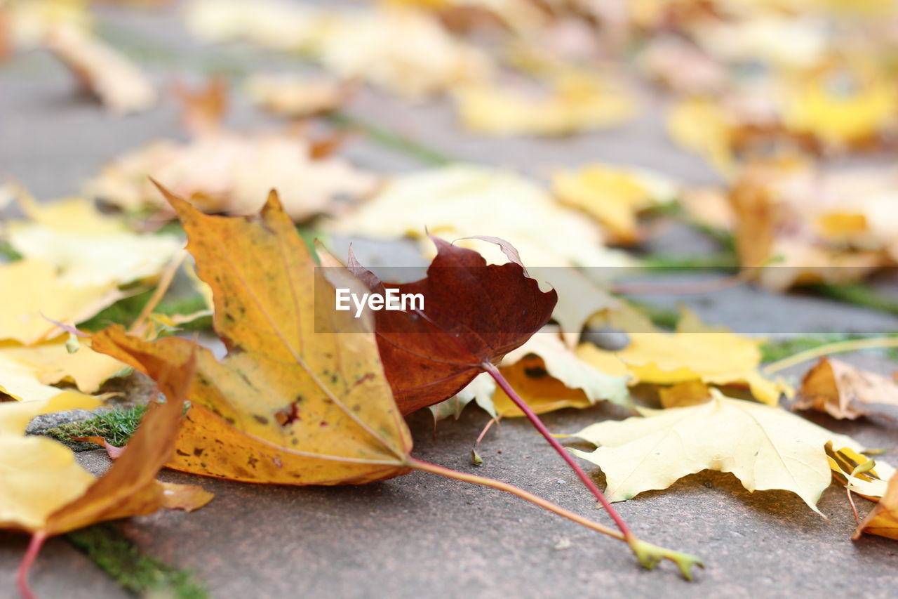 Close-up of dry leaves on ground