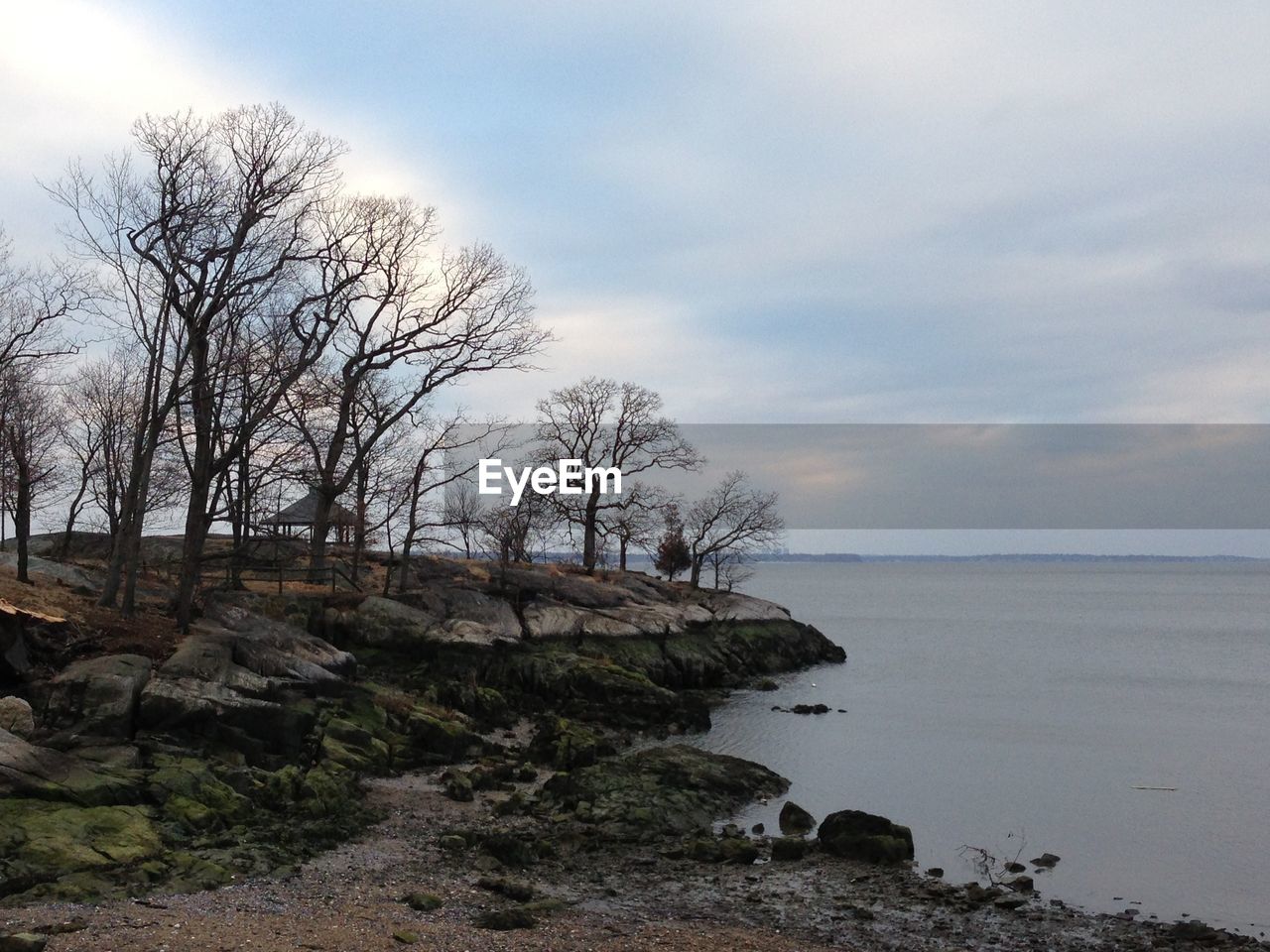 Scenic view of bare trees on lake shore