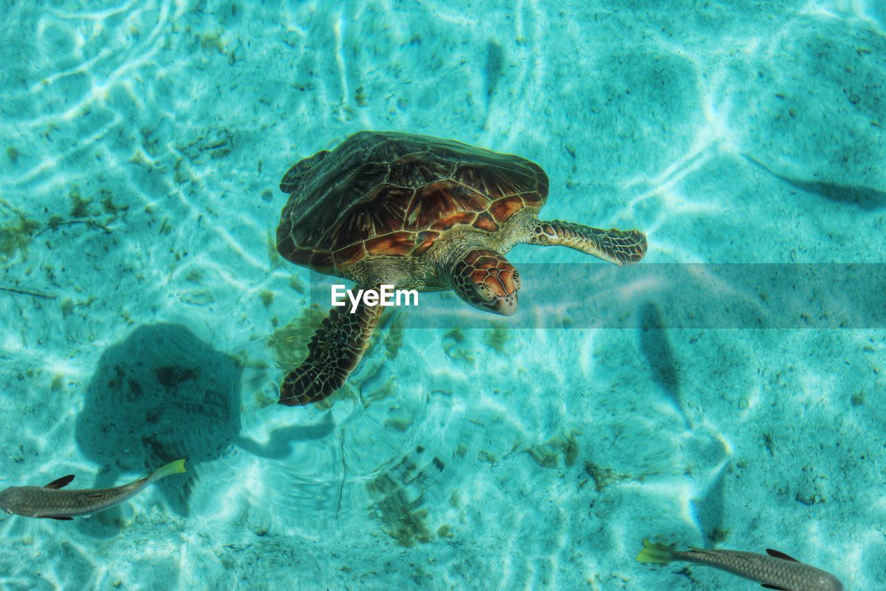 High angle view of turtle and fish swimming in sea