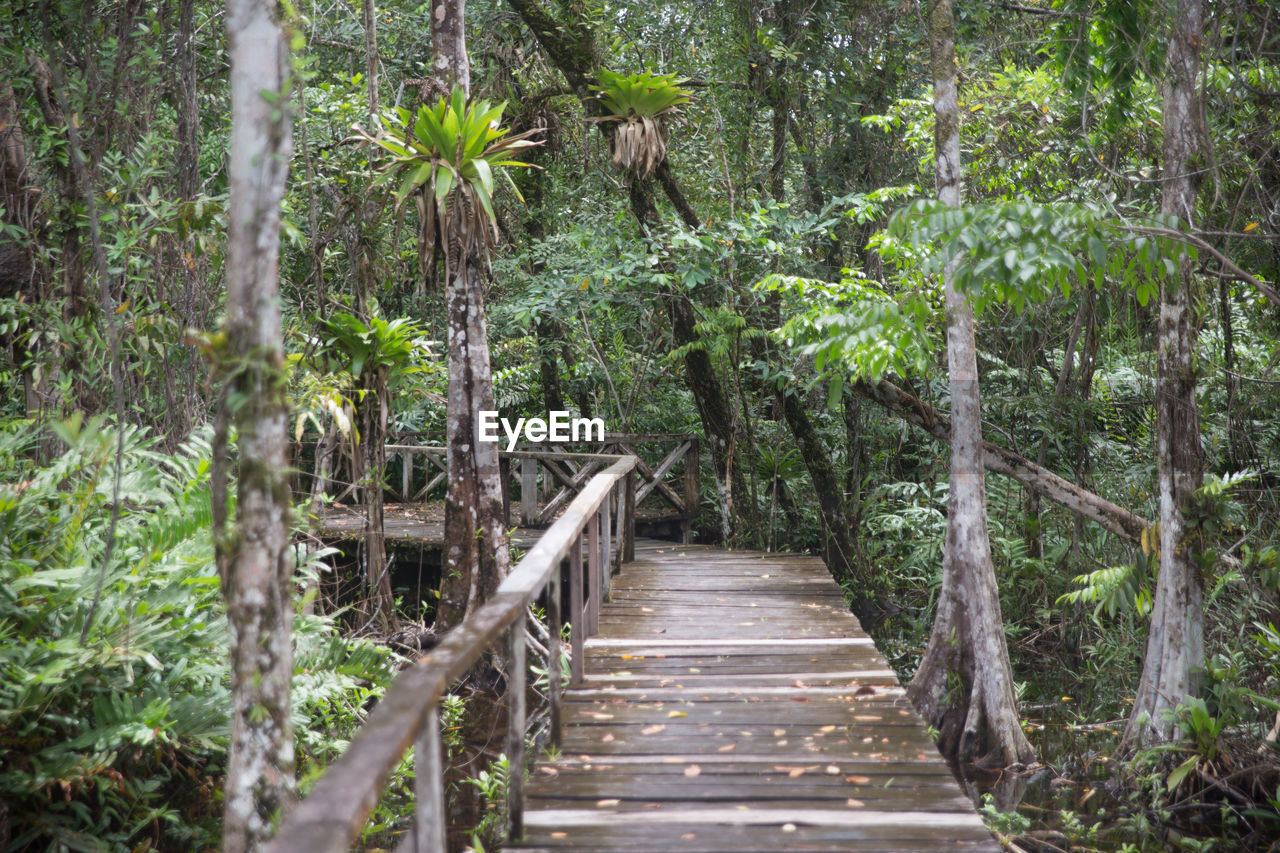 WOODEN PATHWAY IN FOREST