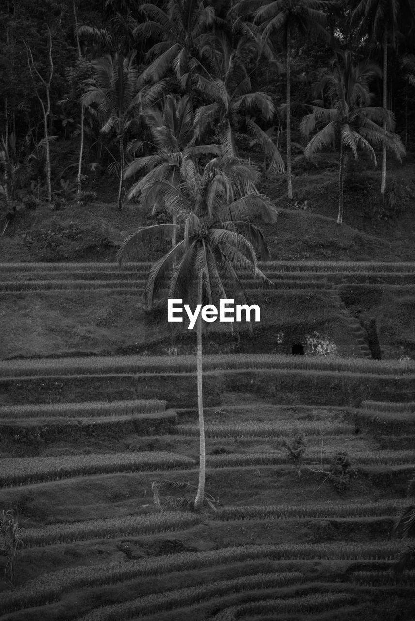 High angle view of palm trees on terraced field