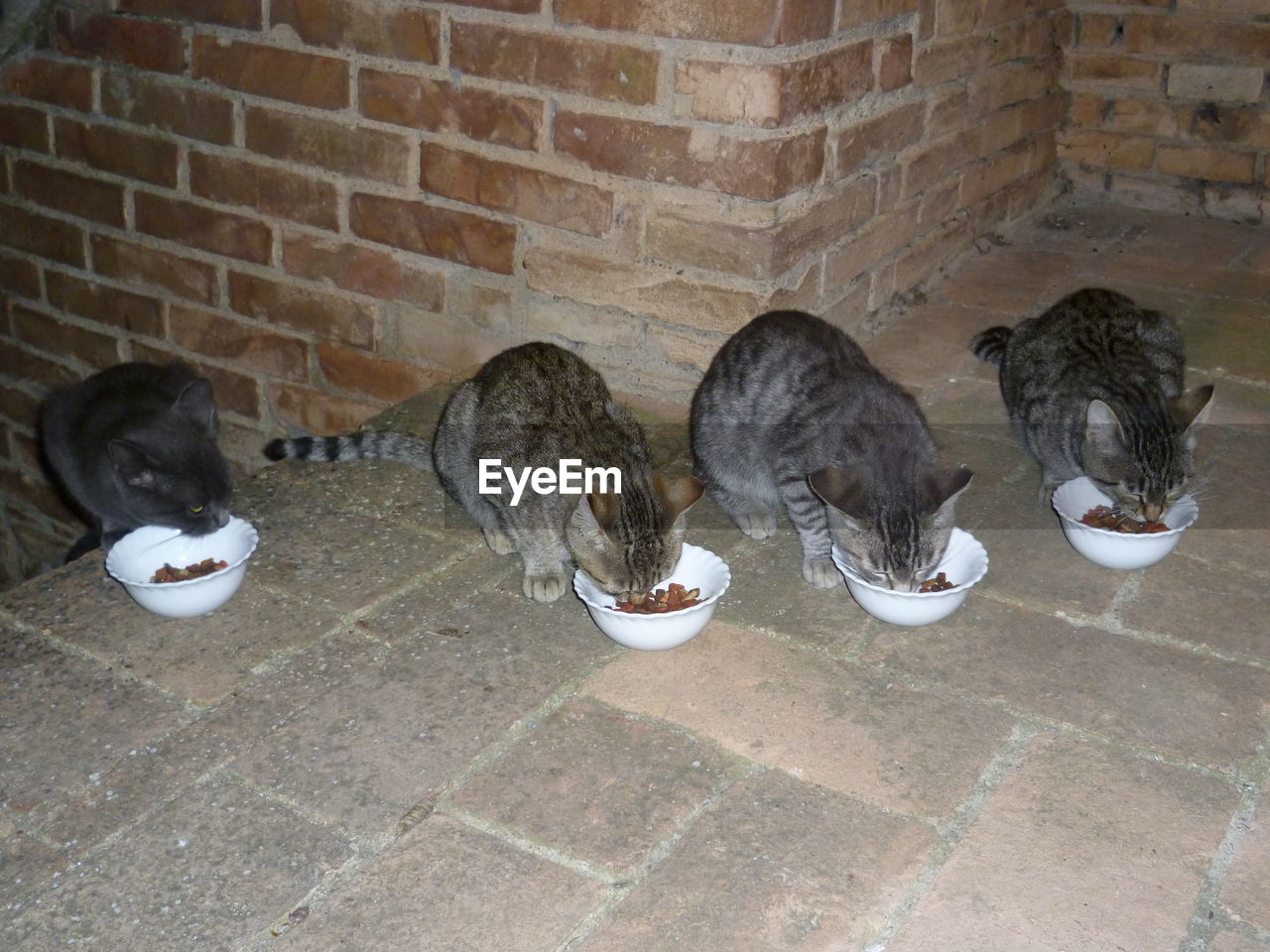 Cats eating from bowl