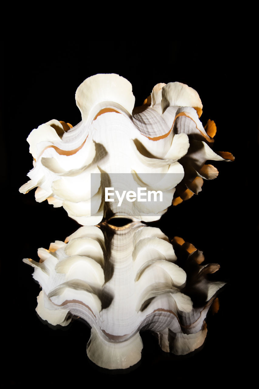 Studio shot of bizarre shell