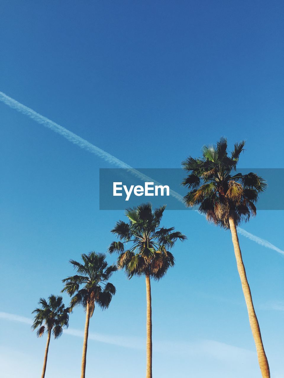 Low angle view of four palm trees in a row