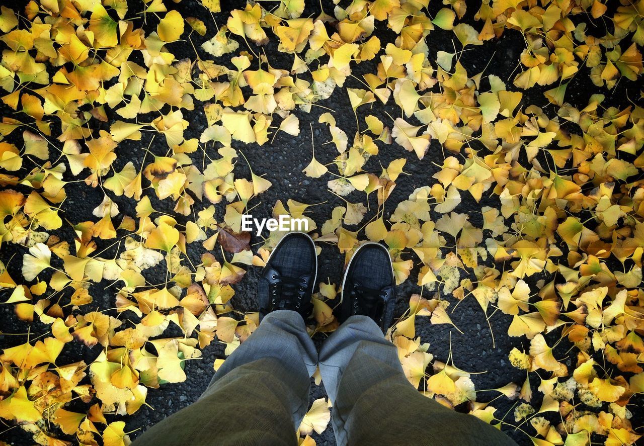 Elevated view of legs standing on yellow leaves