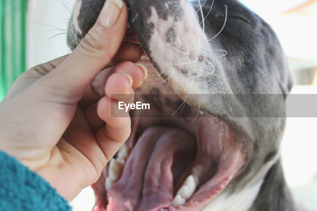 CLOSE-UP OF HAND HOLDING DOG WITH MOUTH