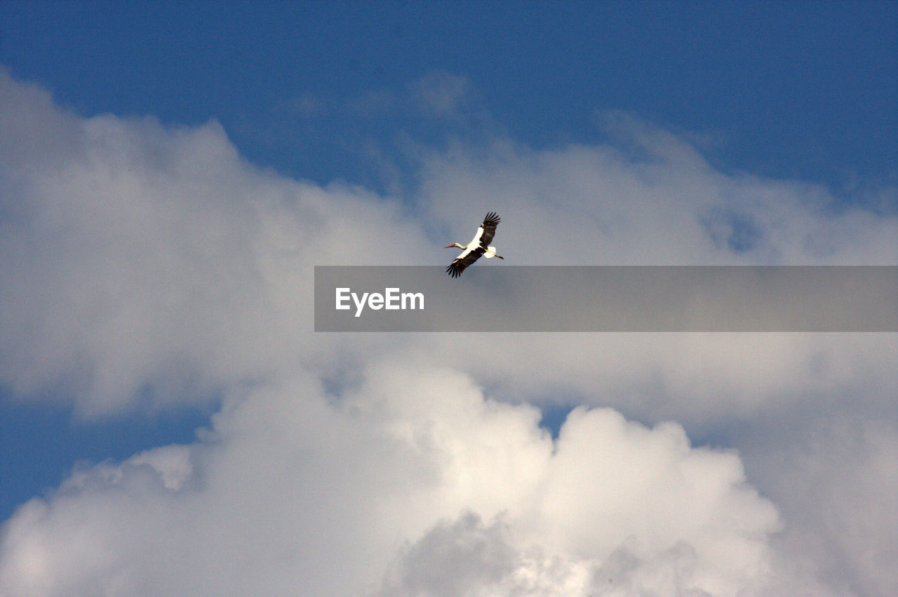 LOW ANGLE VIEW OF BIRD IN FLIGHT AGAINST SKY