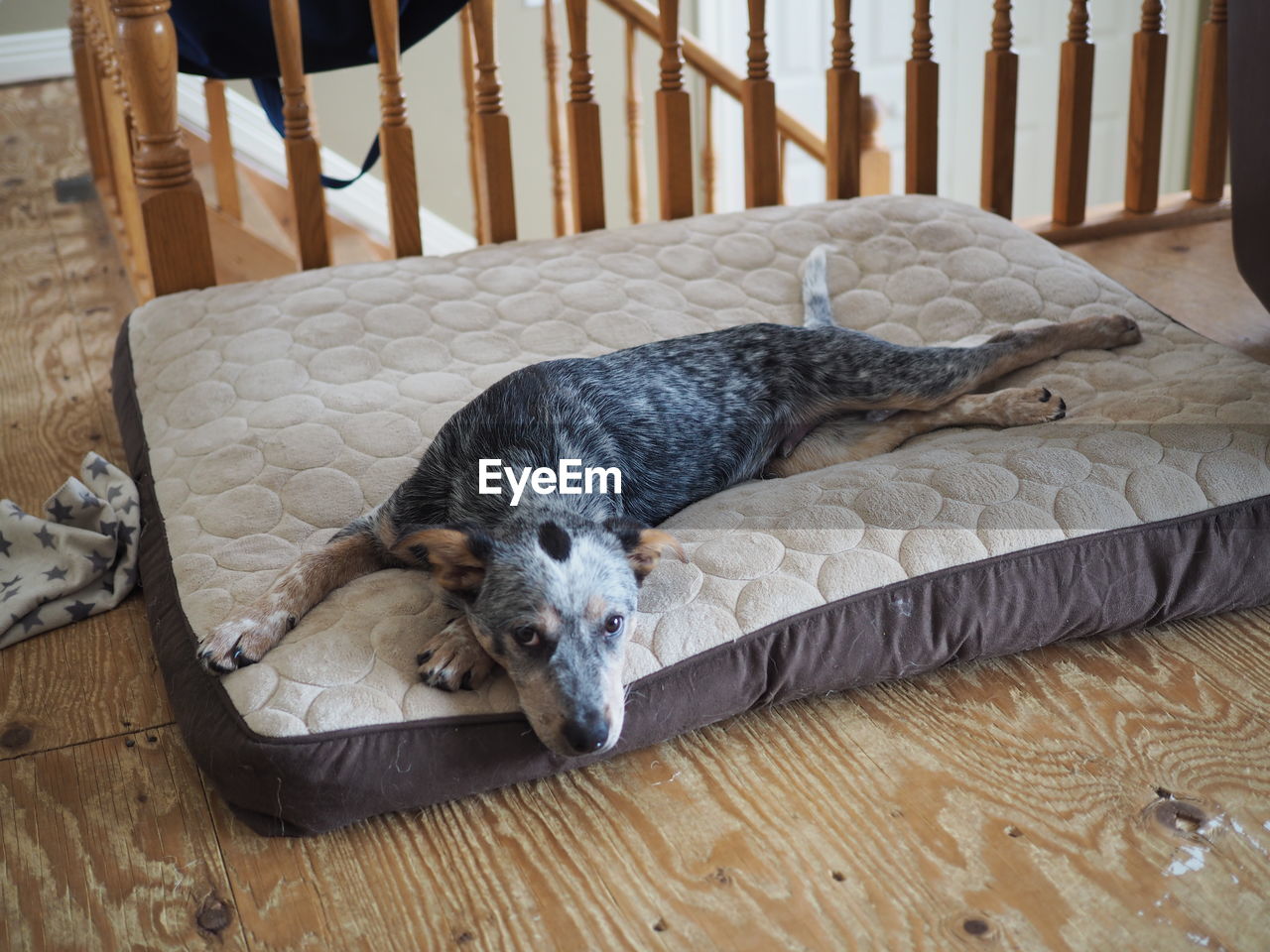 HIGH ANGLE VIEW OF DOG SLEEPING ON WOODEN FLOOR