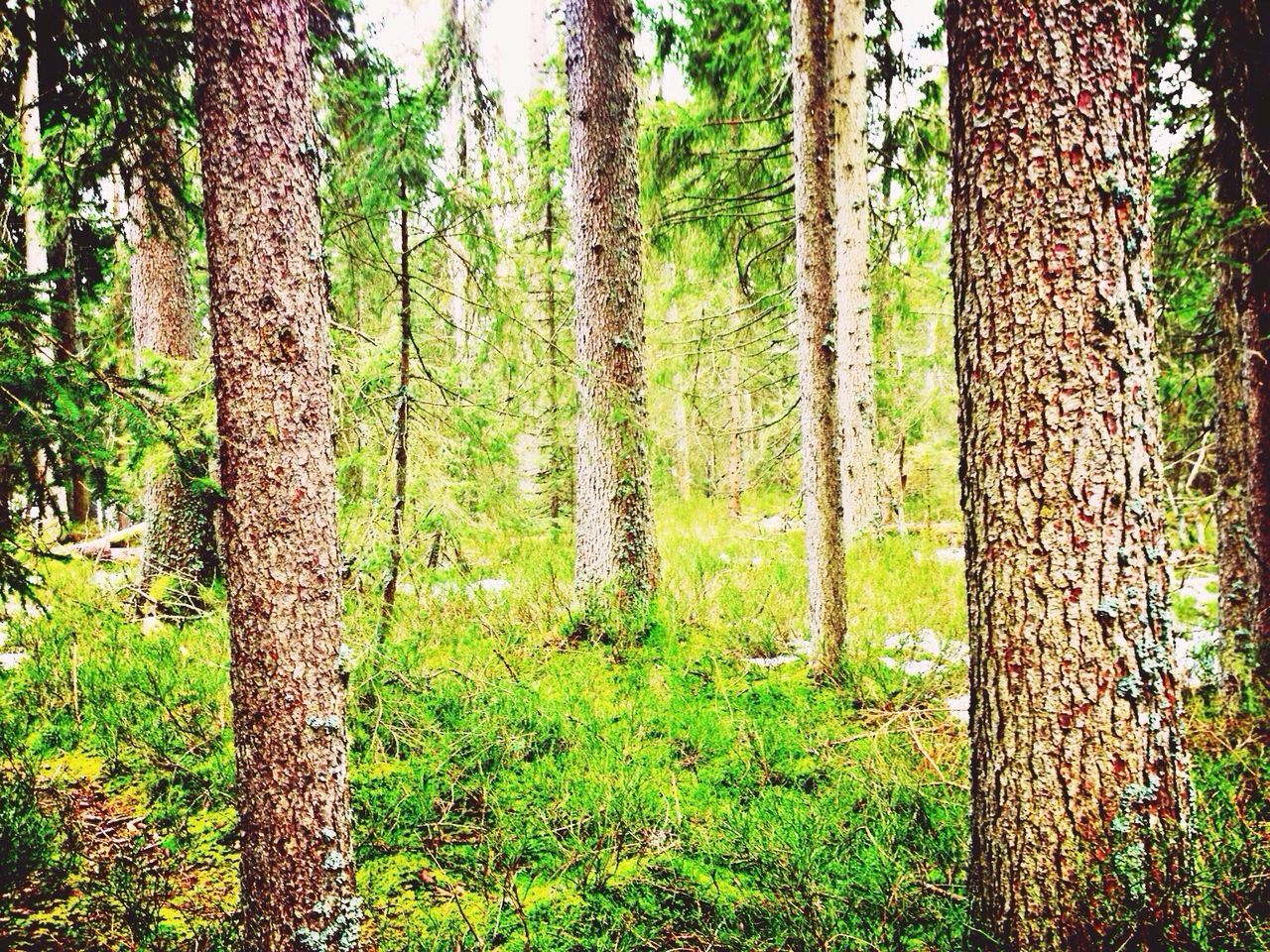 View of trees in forest